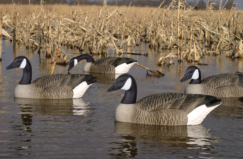 Canada goose clearance 9512mb zoom